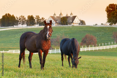 Horse Farm