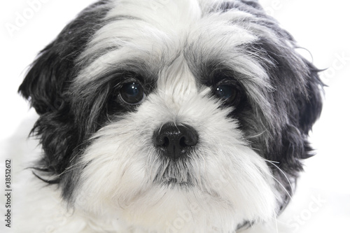 maltheser shi tzu portrait