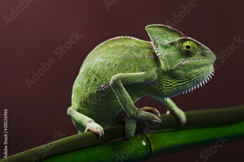 Green chameleon on bamboo