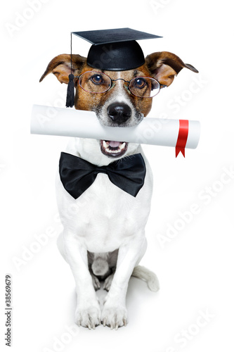 graduated dog with diploma