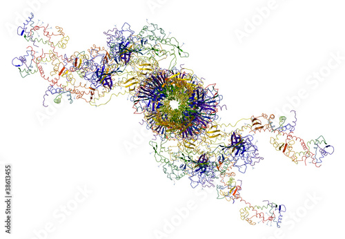 Molecular motor: myosins and actin causing muscle contractions