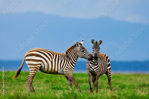 Zebras in the Lake Nakuru National Park in Kenya, Africa