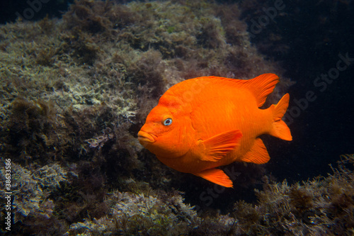 Garibaldi in the Ocean in Southern California