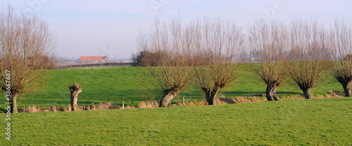 polder landscape with pollard willows, flanders