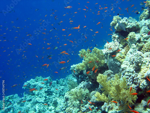 Barriera corallina e Anthias - Coral Reef and Anthias