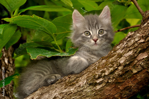 Gattino sull'albero