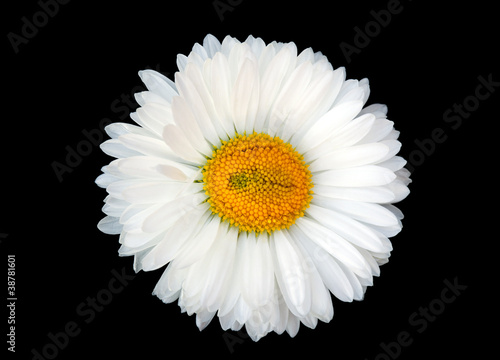 Beautiful white daisy isolated on black background