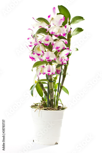 dendrobium