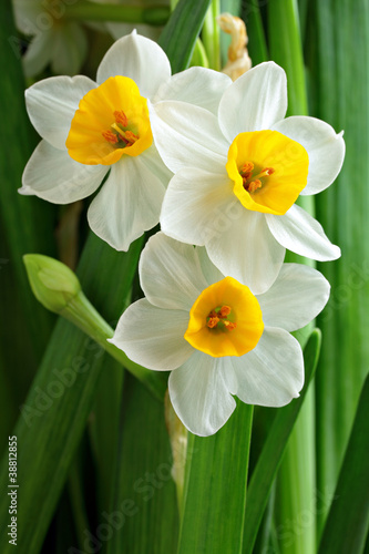 narcissus flowers