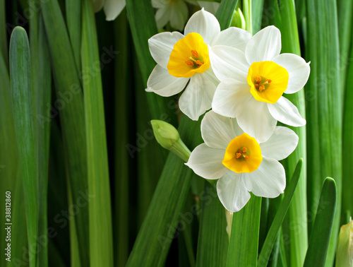 narcissus flowers