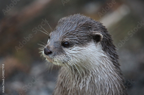 Kurzkrallenotter in Nahaufnahme