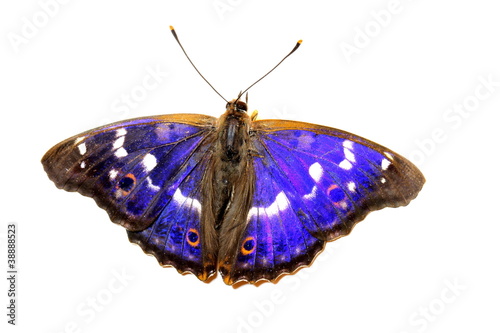 Butterfly - Lesser Purple Emperor on white