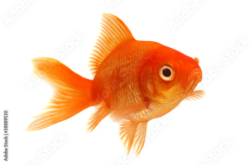 Pomarańczowa złota rybka na bielu