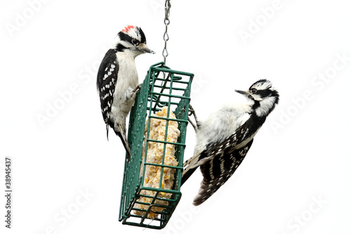 Downy Woodpeckers (Picoides pubescens)