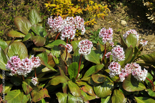 Closeup bergenia flowers in a garden