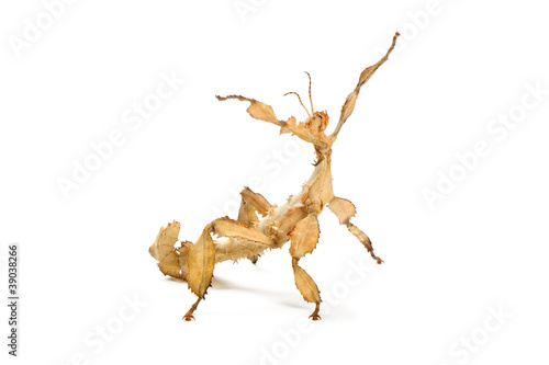 Leaf Insect stretching on a white background.