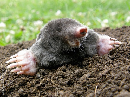 Laughing mole crawling out of molehill