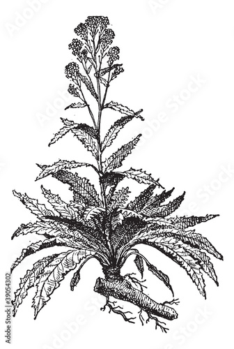 Horseradish or Armoracia rusticana vintage engraving