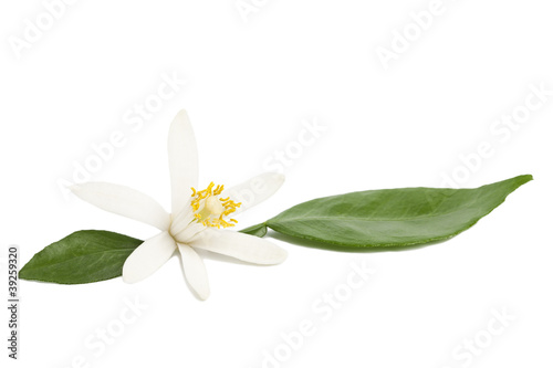 Lemon flower with leaves on white