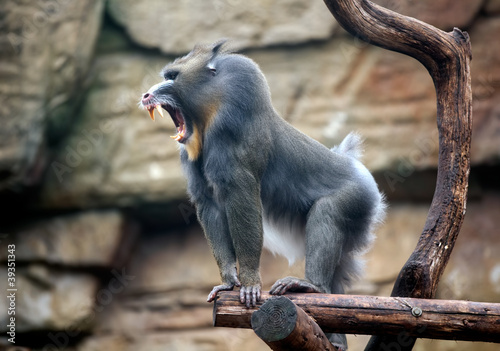 Angry mandrill