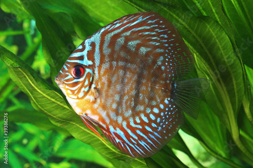Symphysodon discus fish