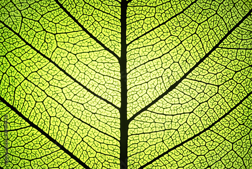 fresh leaf ribs and veins