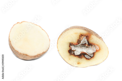 Potatoes infected with fungal disease