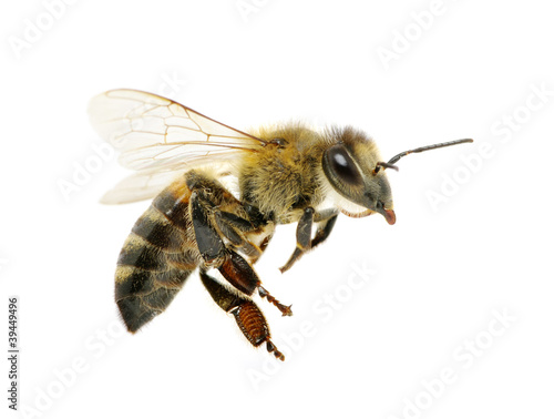 bee