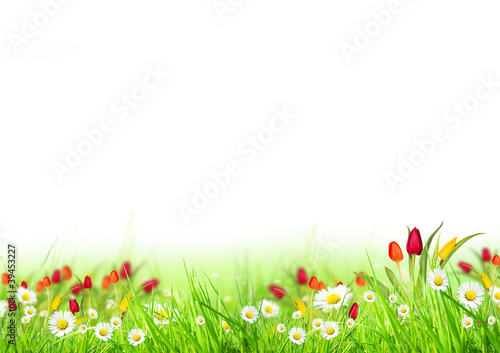 Beautiful spring meadow isolated on white background
