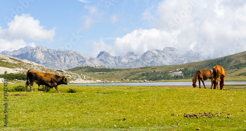 Animaux au Lac de Nino