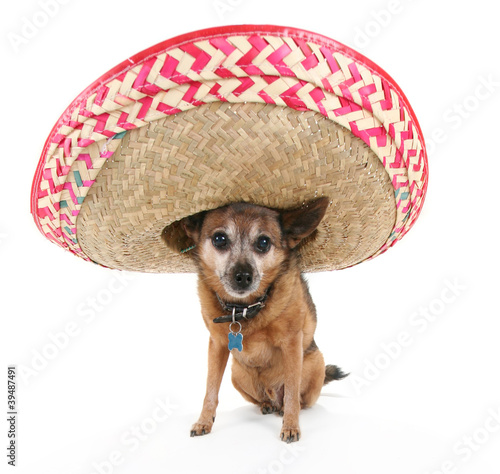chihuahua with a sombrero
