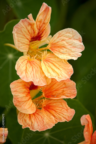 nasturtium