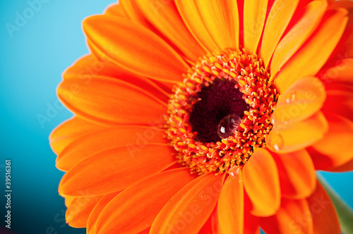 Orange Daisy Gerbera Flower on blue background