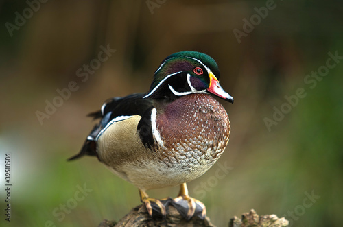 Wood Duck