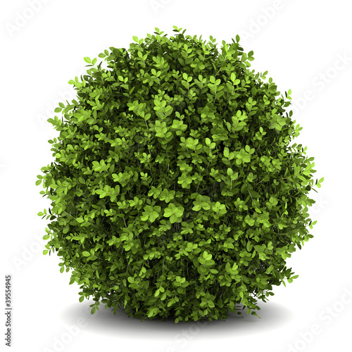 dwarf english boxwood isolated on white background