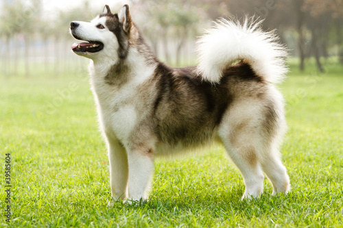 Alaskan Malamute