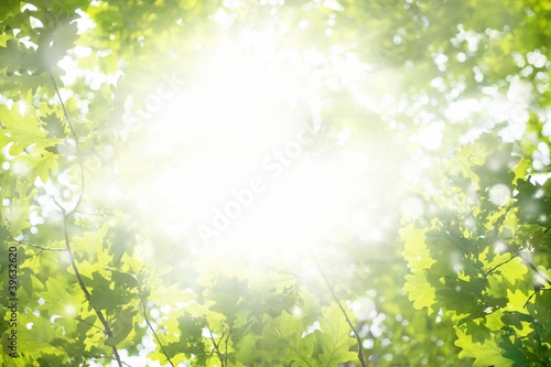 Green leaves, bright sun