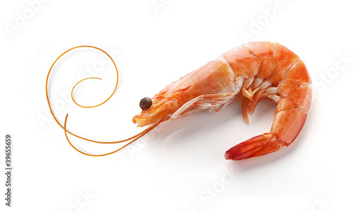 Shrimp