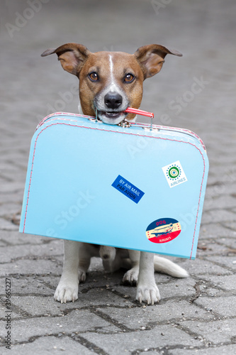 Dog with luggage