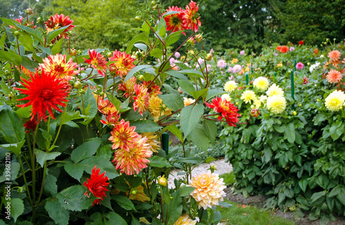 garden full of different varieties of dahlia flowers