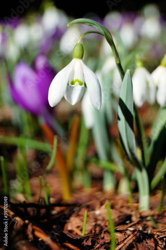 Blossoming crocuses and snowdrops