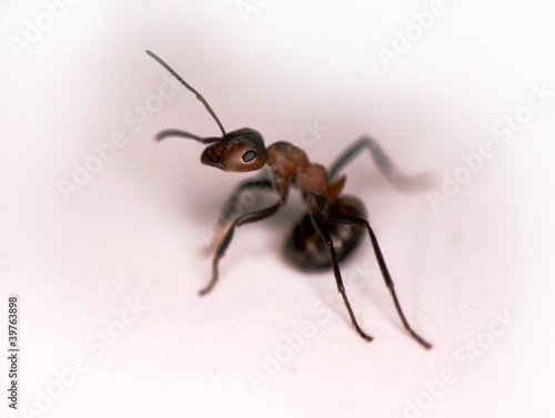 Ant - Formica