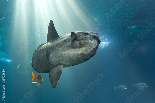 Ocean sunfish (Mola mola) in Lisbon Oceanarium