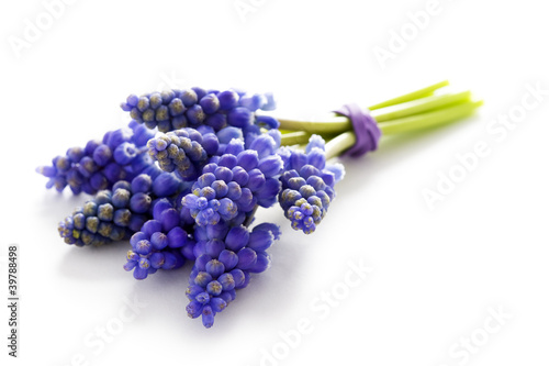 muscari bunch