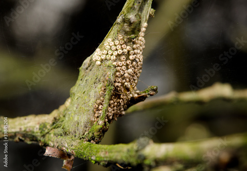 spider with eggs, cocon on twig
