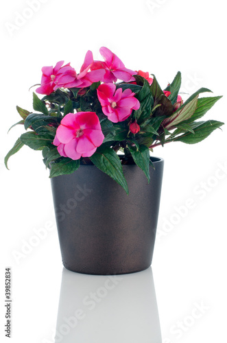 Beautiful pink impatiens flowers