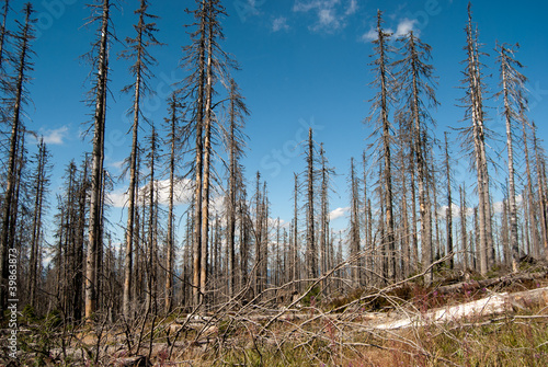 Dead forest in Plöckenstein , Germany