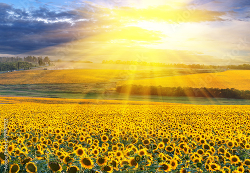 Sunset over the field