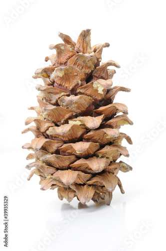 Cedar cone