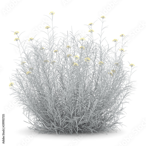 helichrysum bush isolated on white background